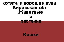 котята в хорошие руки - Кировская обл. Животные и растения » Кошки   . Кировская обл.